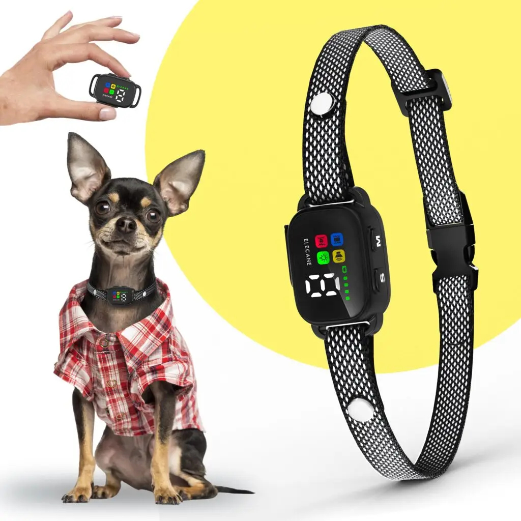 Small dog wearing black anti-bark collar with LED screen