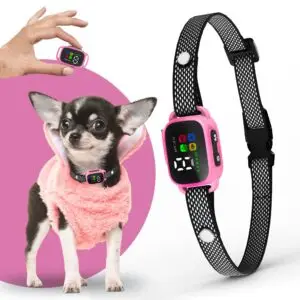 Small dog wearing pink anti-bark collar with LED screen